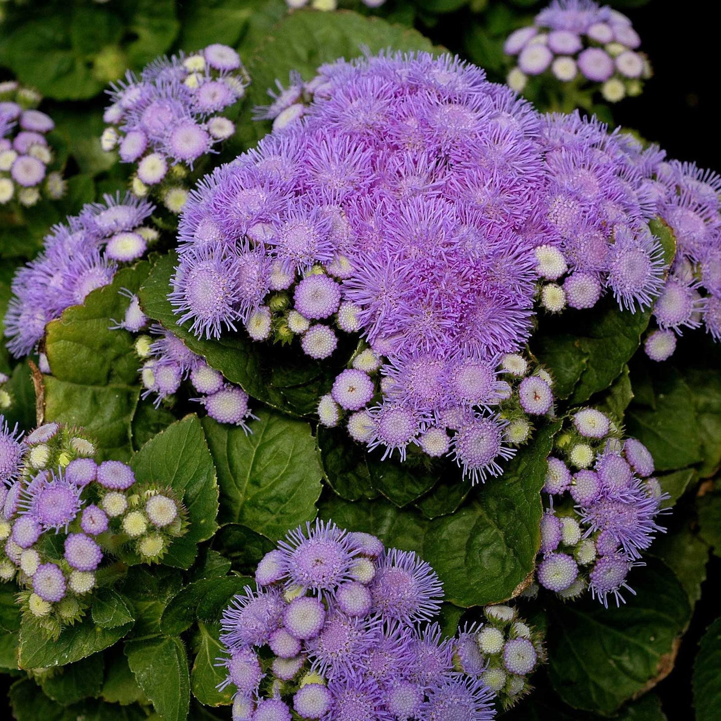 A close-up of a vibrant aloha blue ageratum flower with soft, feathery petals.