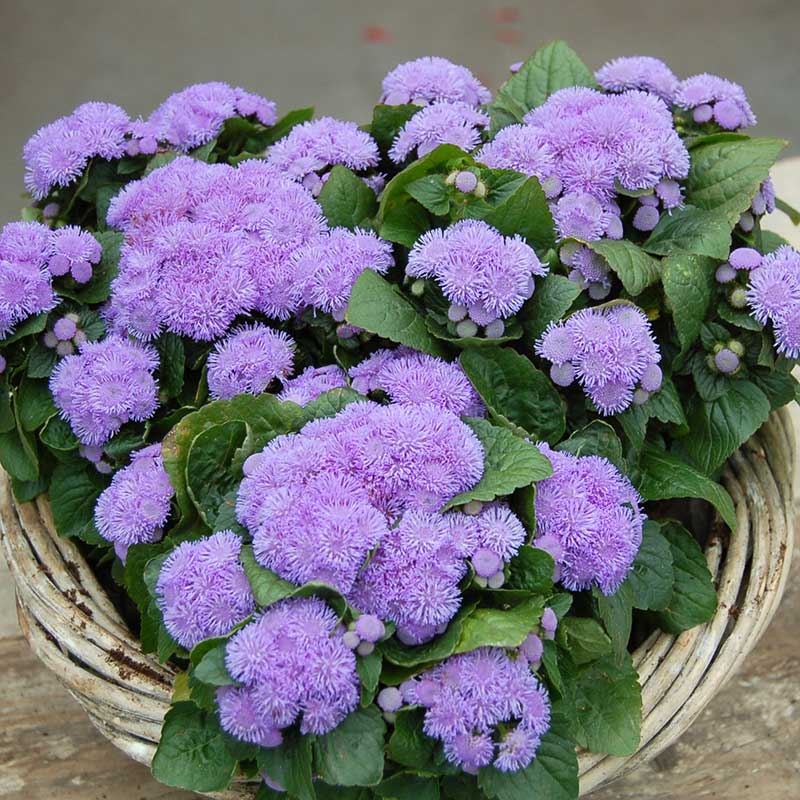 A close-up shot of vibrant aloha blue ageratum flowers in bloom, showcasing their soft, feathery texture.