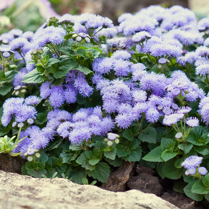 A vibrant cluster of Blue Mink Ageratum flowers with soft petals, blooming on a green background.