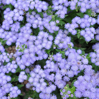 Close-up of fluffy, blue mink ageratum flowers with soft petals and green foliage.