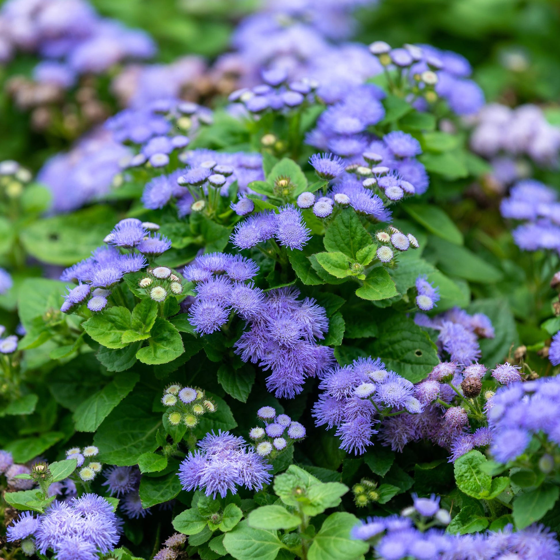 A close-up shot of blue mink ageratum flowers with soft, fuzzy petals and green leaves.