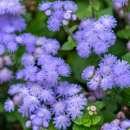 A close-up shot of small, fluffy blue mink ageratum flowers with green leaves.