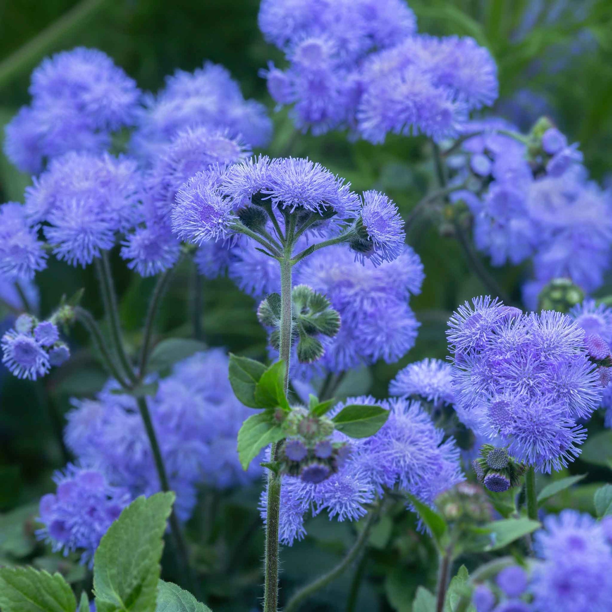 Close-up of fluffy, purple Ageratum 'Dondo Blue' flowers with soft petals and a delicate texture.