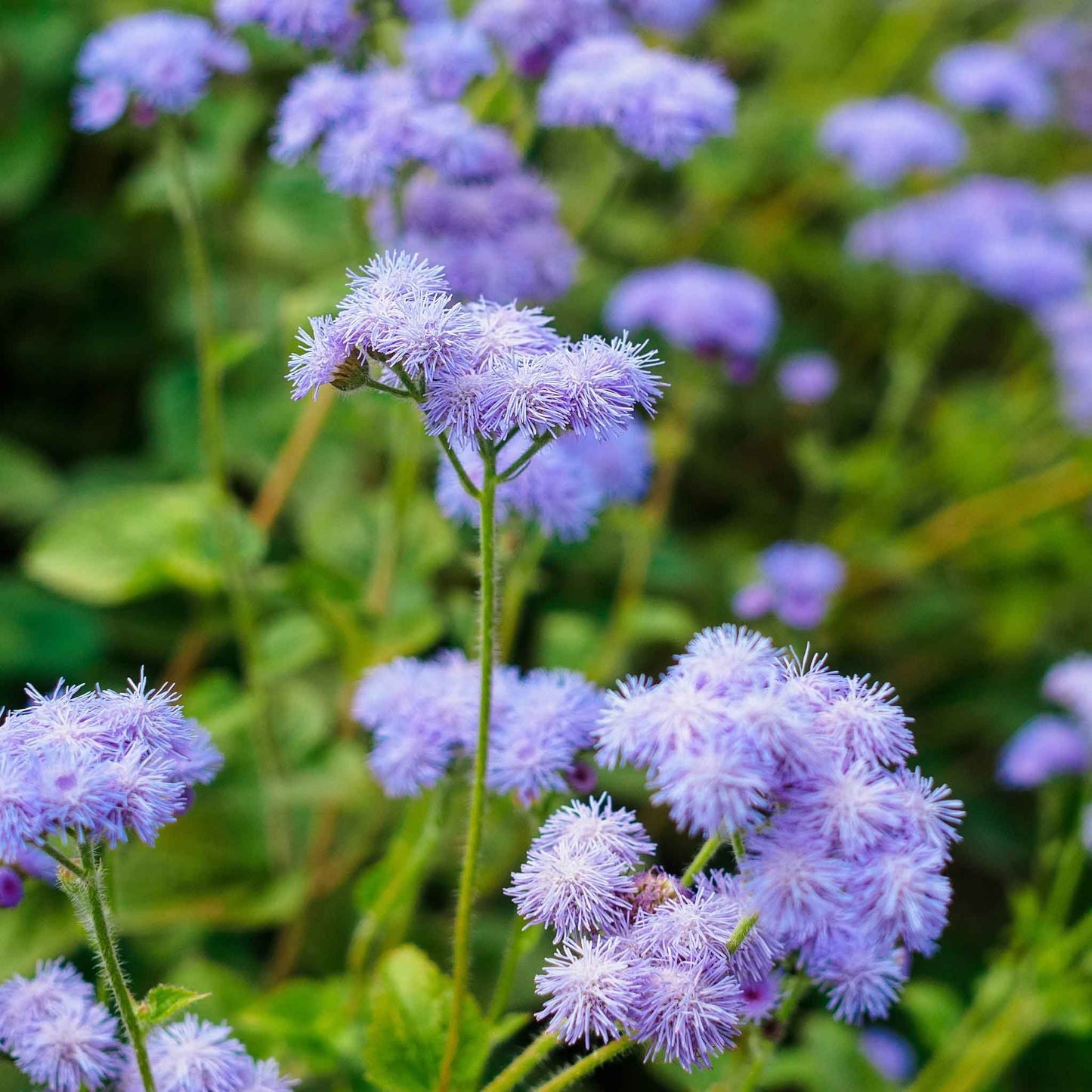A close-up of vibrant blue ageratum flowers with soft blooms, showcasing their delicate texture.