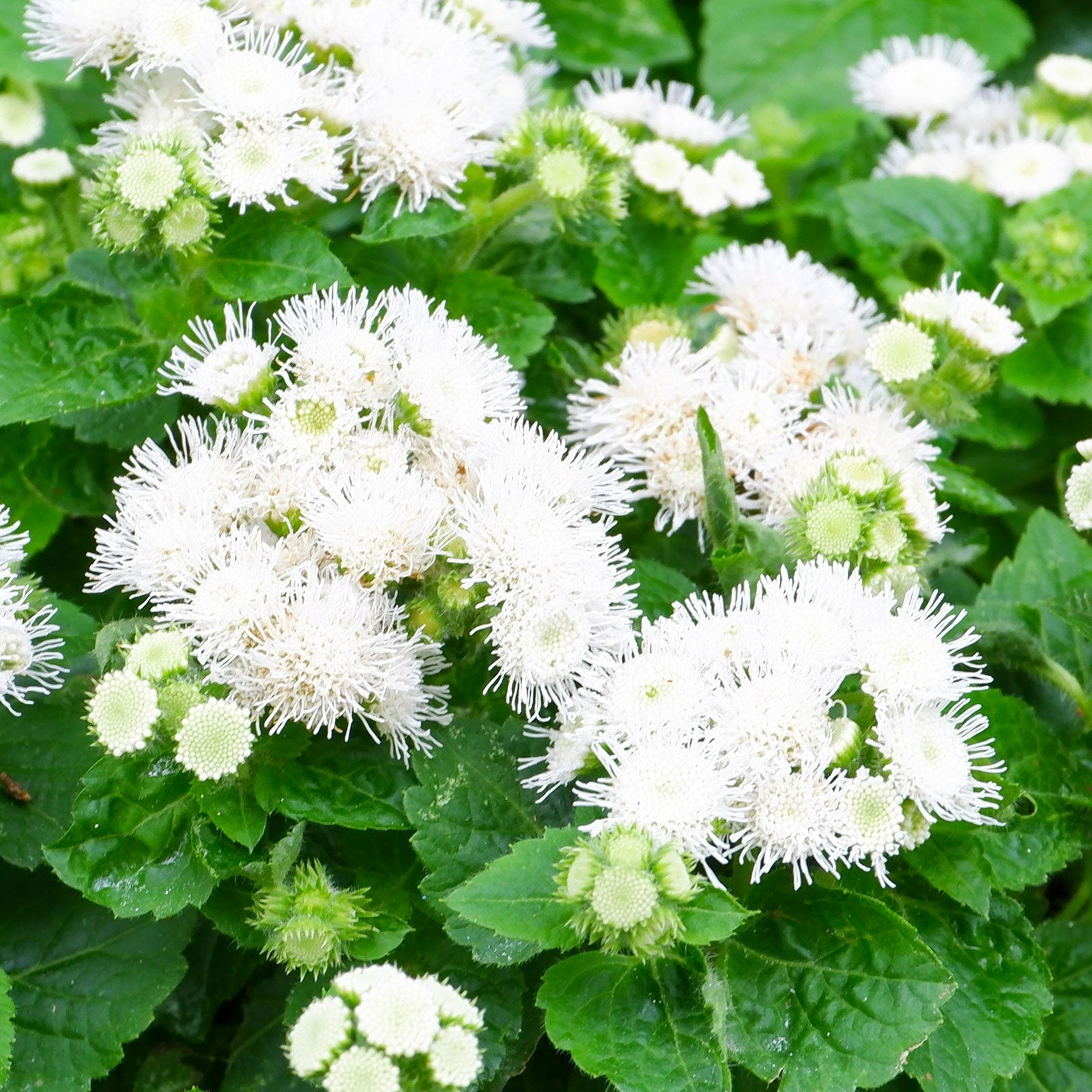 A close-up view of a pot filled with vibrant white dondo ageratum flowers in full bloom.
