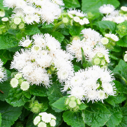 A close-up view of a pot filled with vibrant white dondo ageratum flowers in full bloom.