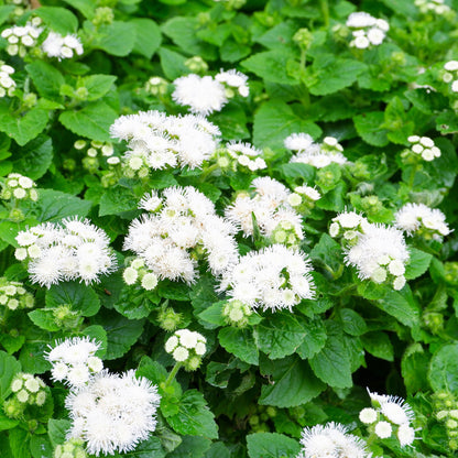 Close-up of fluffy white dondo ageratum flowers with green leaves.