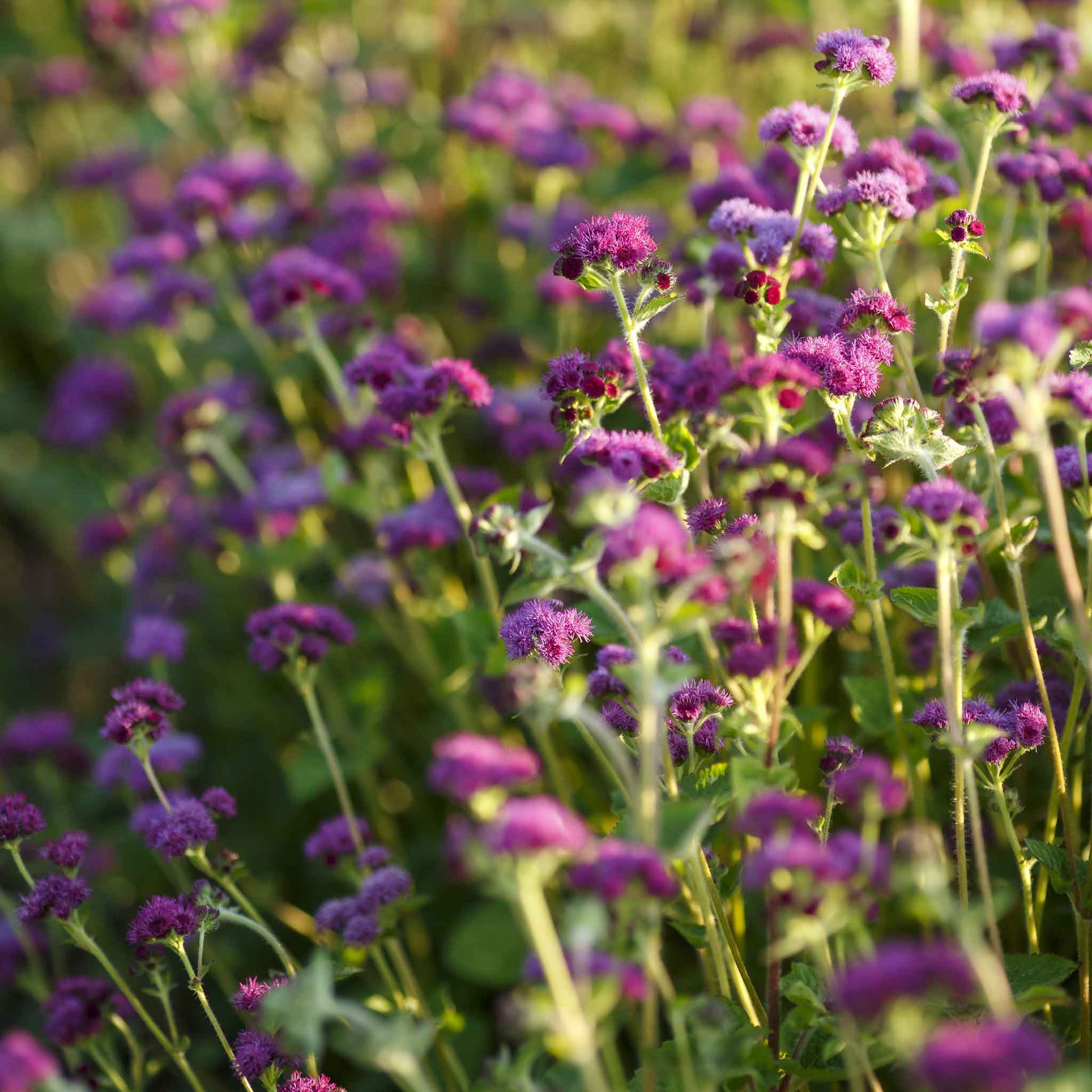 A vibrant close-up of a single Red Flint Ageratum flower, showcasing its fluffy, magenta blooms.