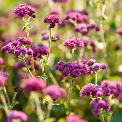 Close-up of bright red flint ageratum flowers with soft, feathery blooms.