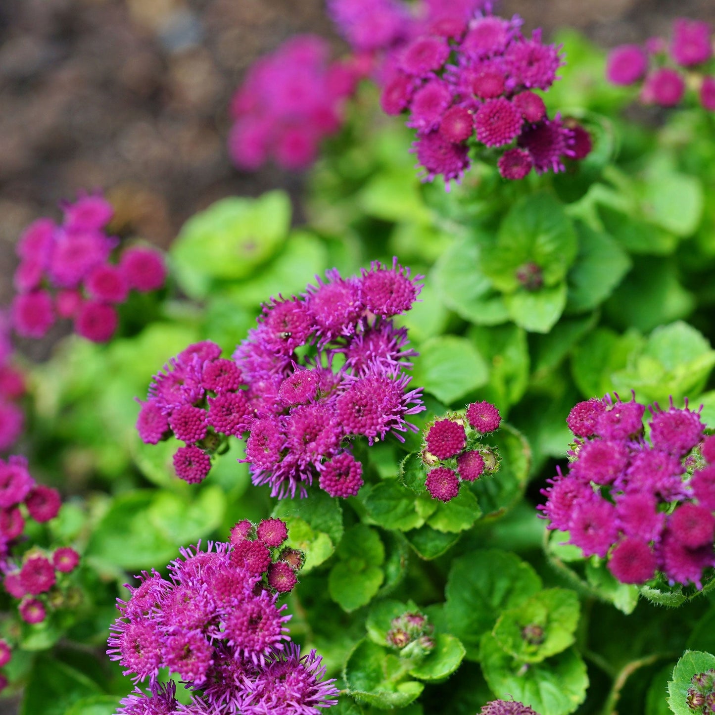 Close-up of vibrant red flint ageratum flowers with soft, feathery petals in full bloom.