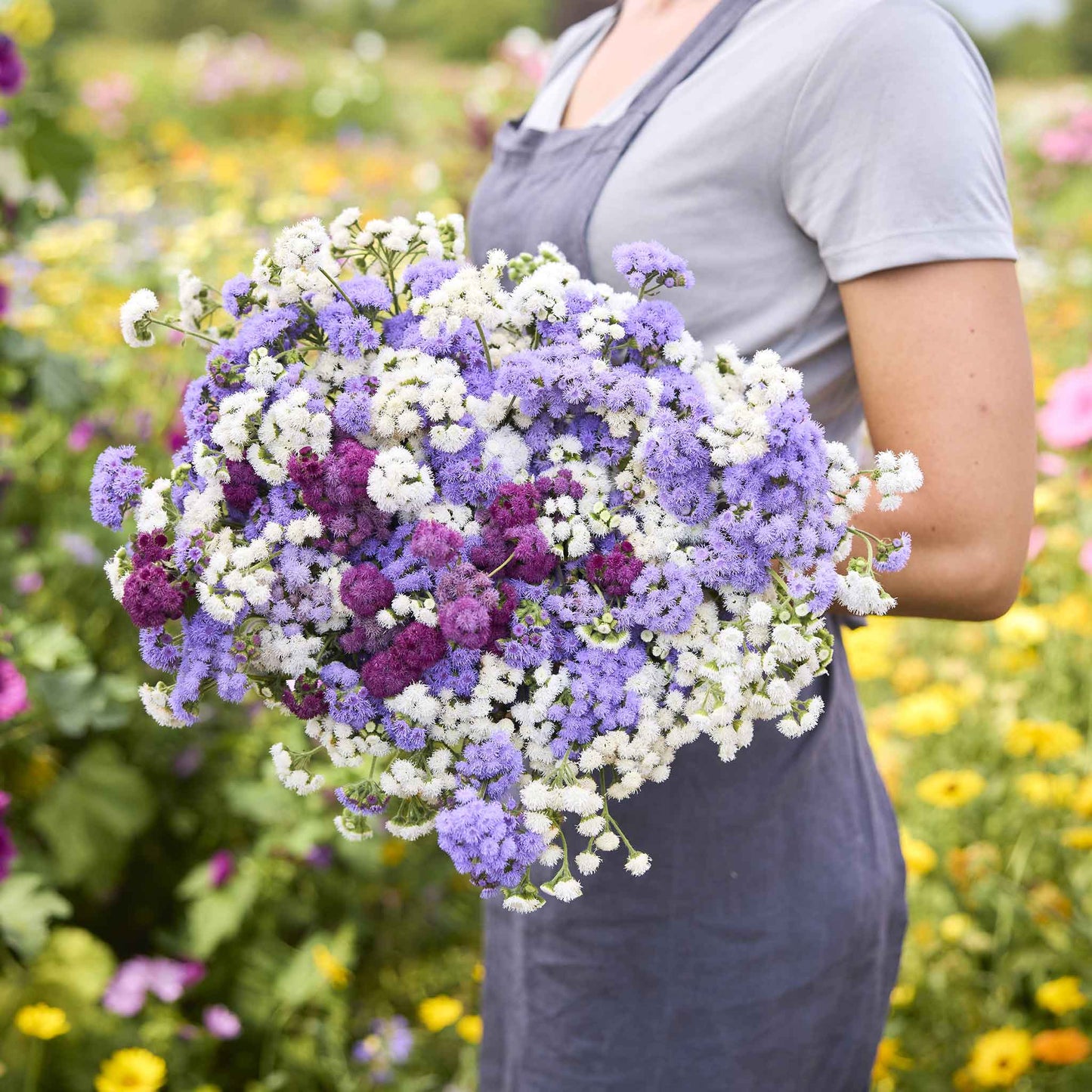 A cluster of small, fluffy ageratum flowers with varying shades of blue and purple.