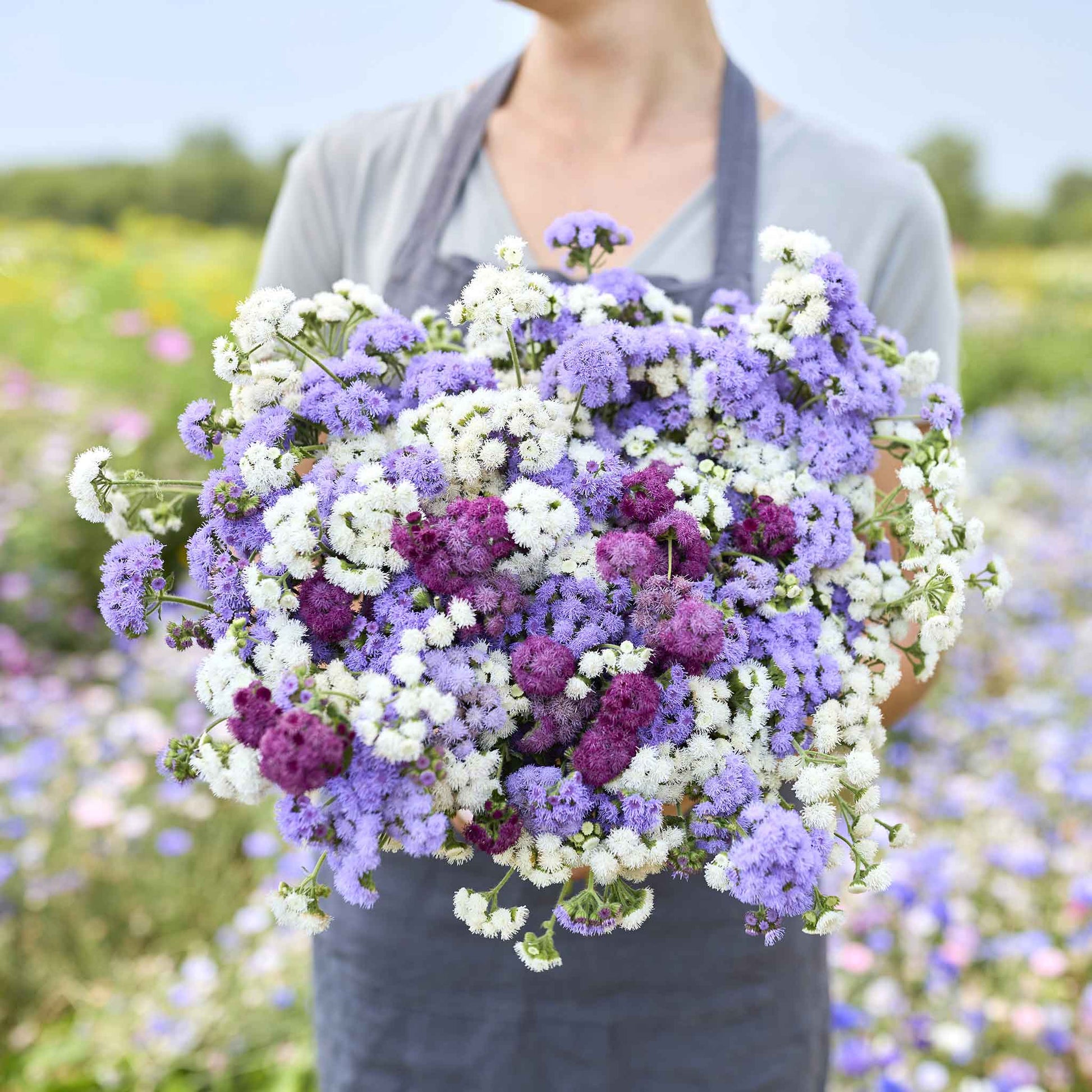 A close up of a tall ageratum mix flower boquet, held in a womans hands.
