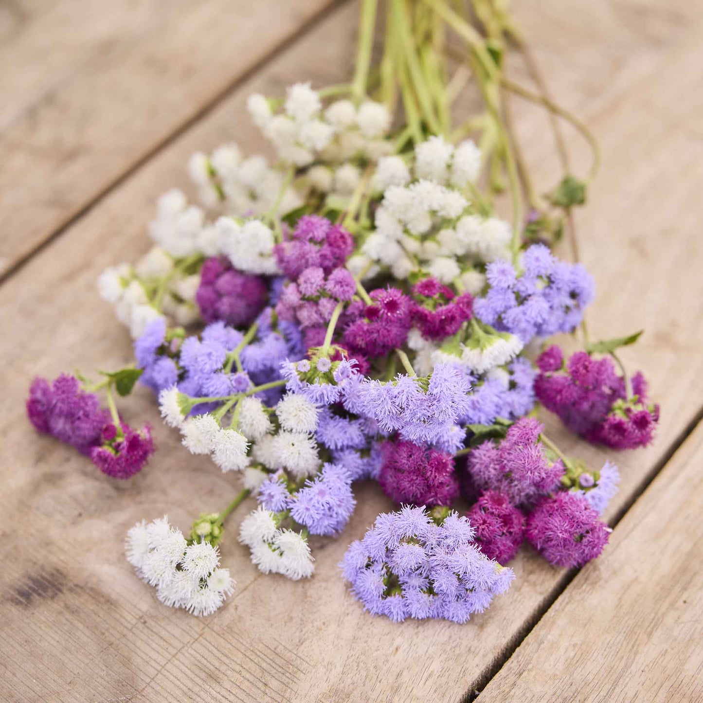 A close-up view of fluffy purple tall ageratum flowers with green stems and leaves.
