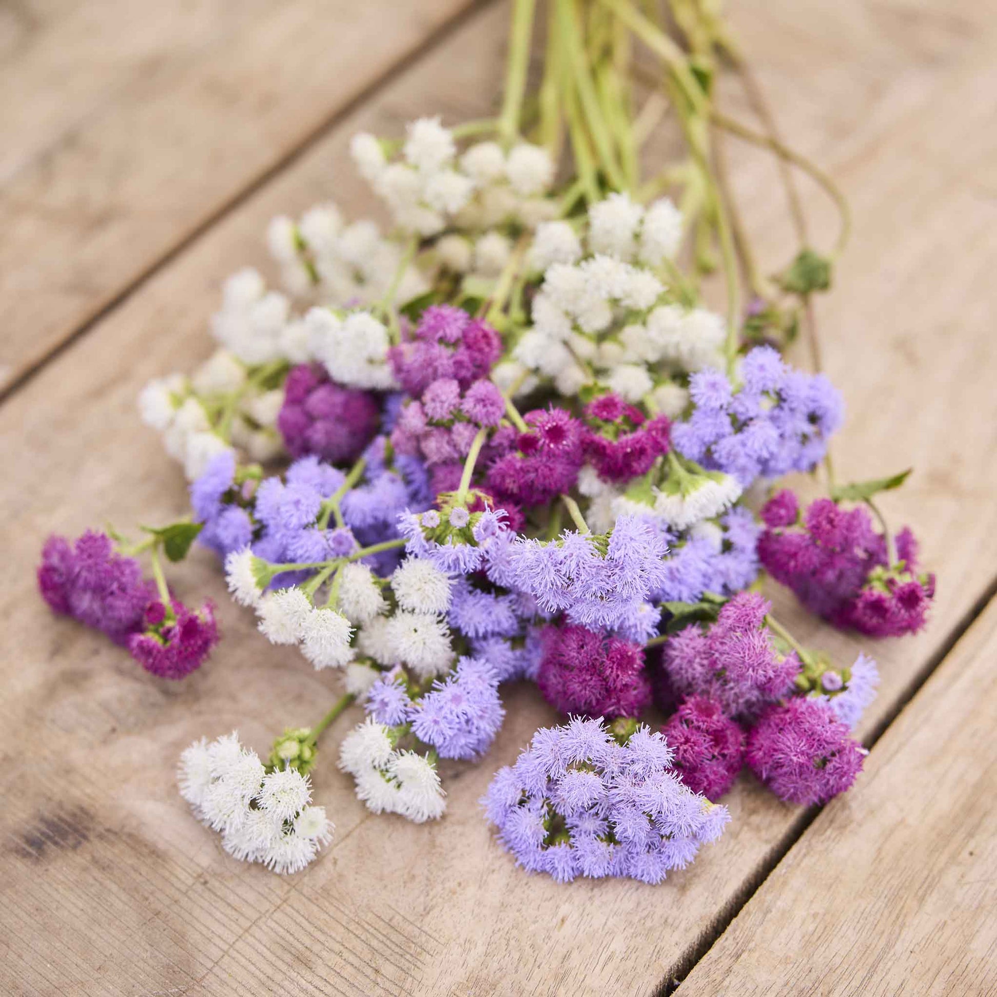 A close-up view of fluffy purple tall ageratum flowers with green stems and leaves.