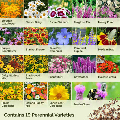 Graphic displaying the contents of all perennial wildflower mix