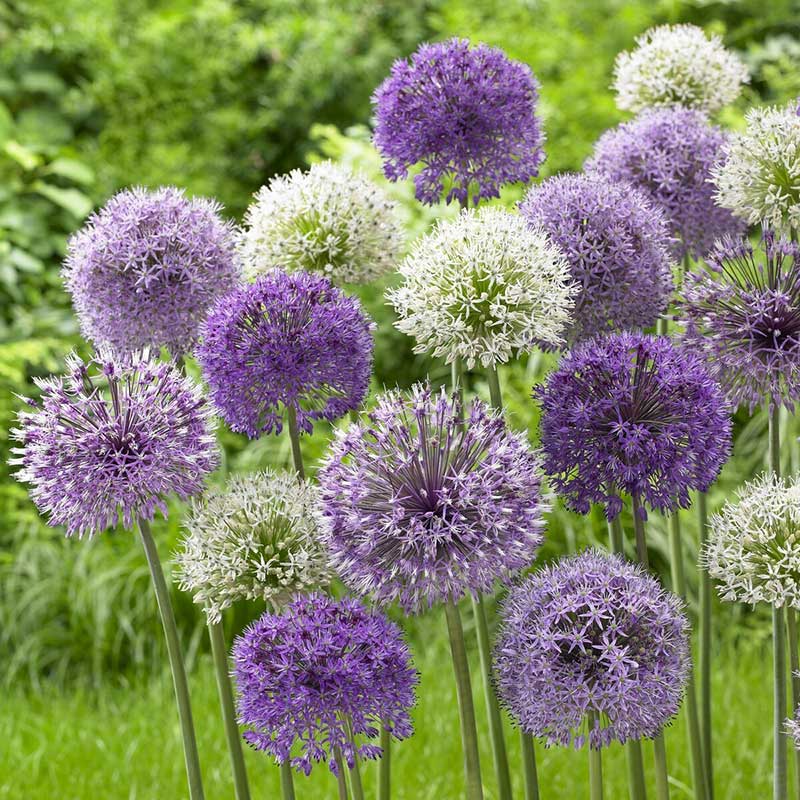 A vibrant mix of purple and white allium flowers with round blooms, on a green background.