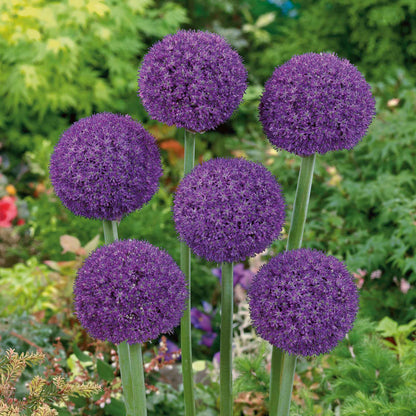 A vibrant purple Allium Ambassador flower head in full bloom against a soft, green background.