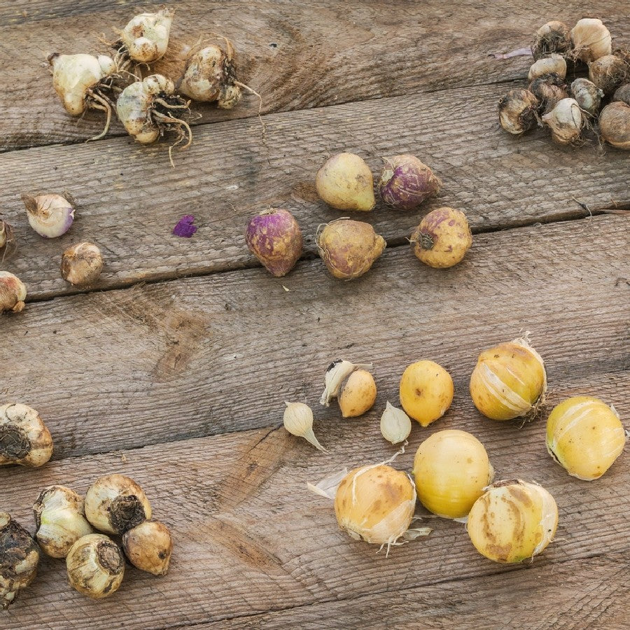 A close-up shot of a variety of Allium bulbs, showing their different sizes, shapes, and colors.