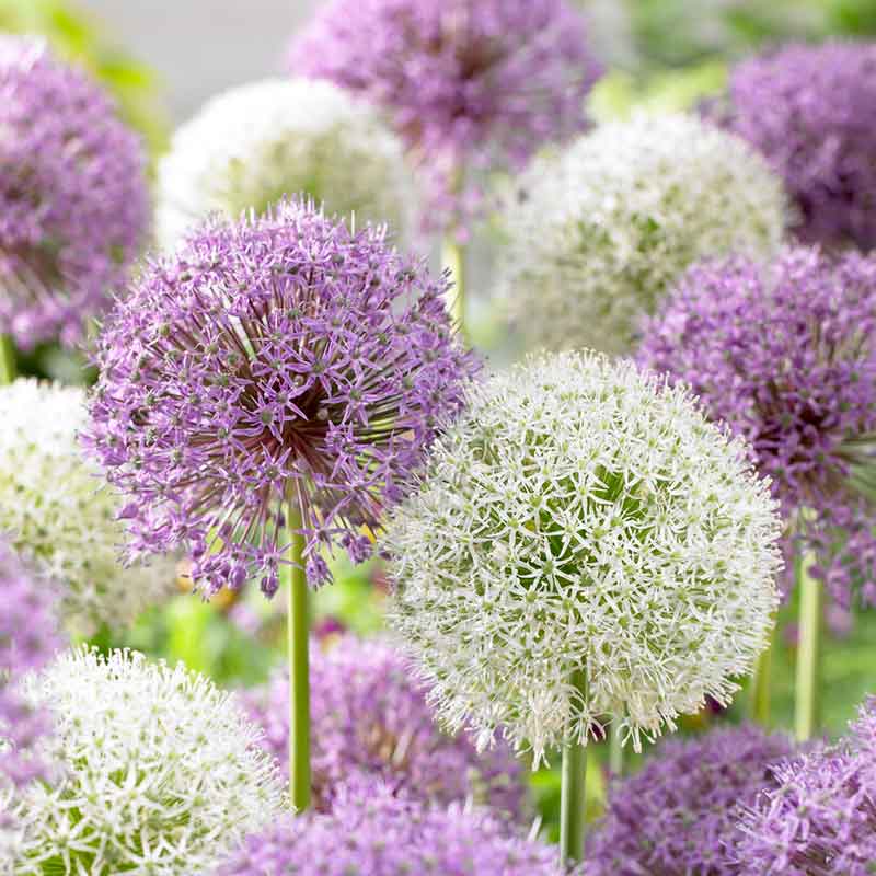 A mix of purple and white allium giant flowers in full bloom.