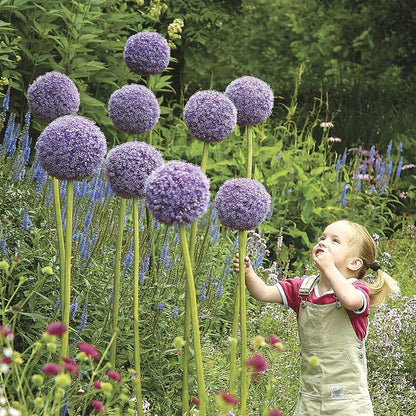 A vibrant, large purple globe-like allium giganteum stands tall against a blurred green background.