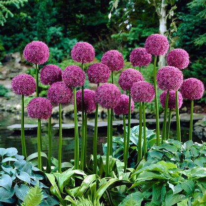 Close-up of the Allium globemaster blubs, showing their pink flowers, against a green background.