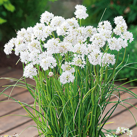 A vibrant, white, round allium flower in full bloom with a light green stem. | copyright: Floramedia UK Ltd
