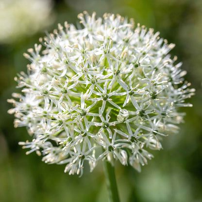 A vibrant whitye allium flower stands against a blurred green background.