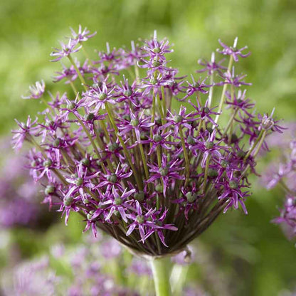 Close-up of a purple long lasting allium flower, showcasing its unique star-shaped florets.