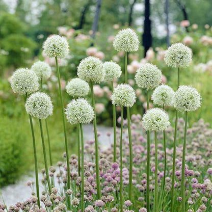 A vibrant purple Allium 'Mont Blanc' flower in bloom, showcasing its shape in a soft background.
