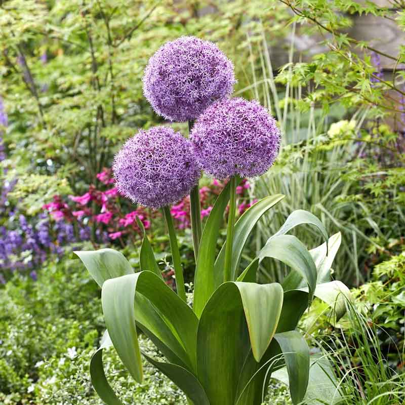 A vibrant, spherical purple allium flowers with numerous small blooms, against a green background.
