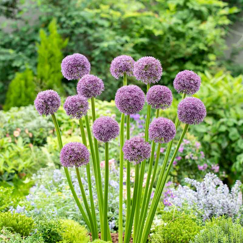 A blue Pinball Wizard allium flower stands tall in lush green foliage, basking in natural sunlight. | copyright: Floramedia UK Ltd