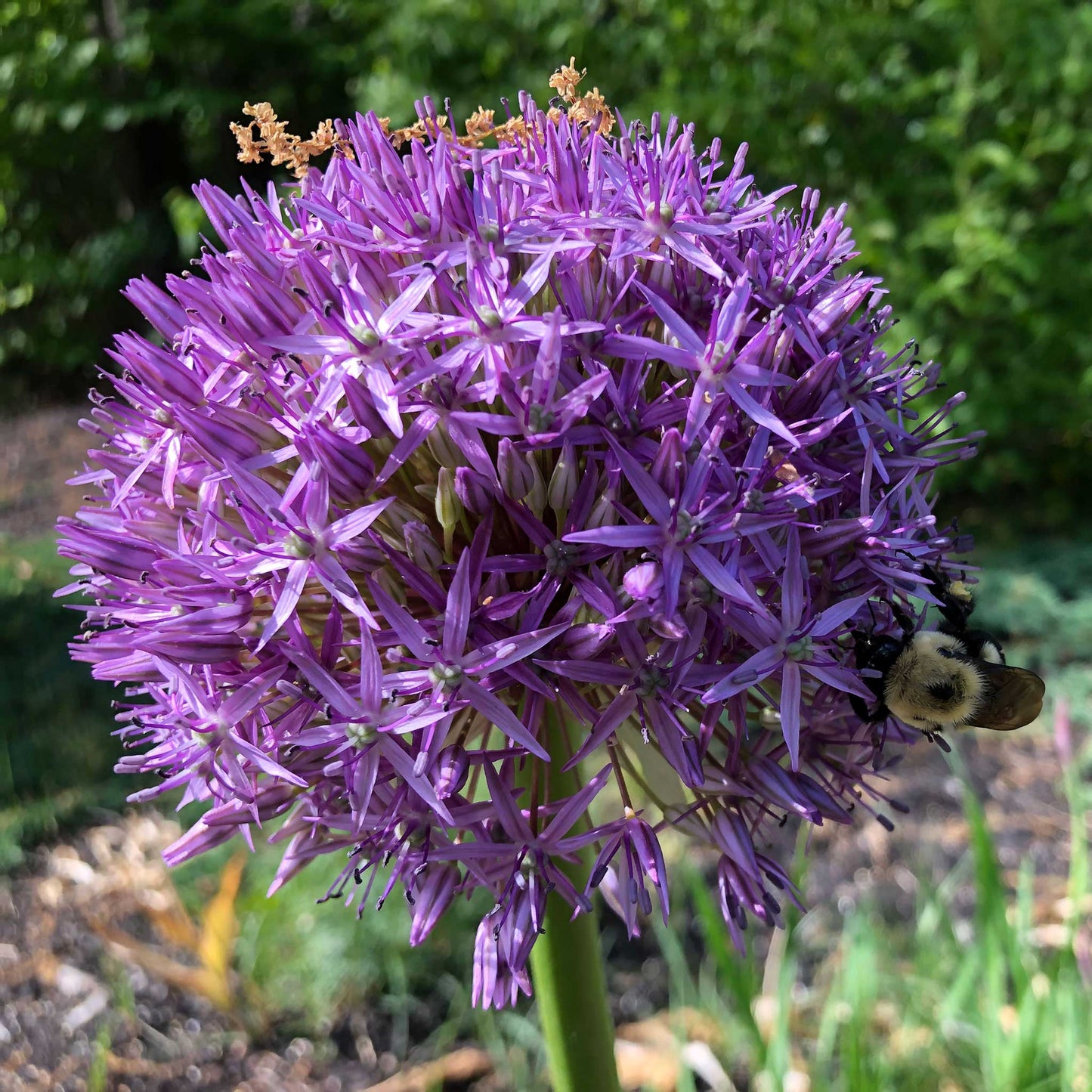 A purple allium sensation with many small purple florets against a green background.