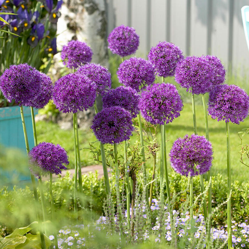 A vibrant purple Allium 'Purple Sensation' bloom stands out against a blurred green background.