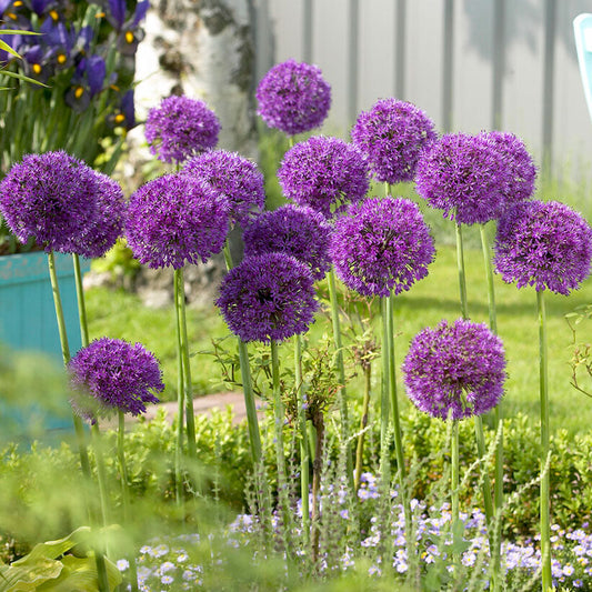 A vibrant purple Allium 'Purple Sensation' bloom stands out against a blurred green background.