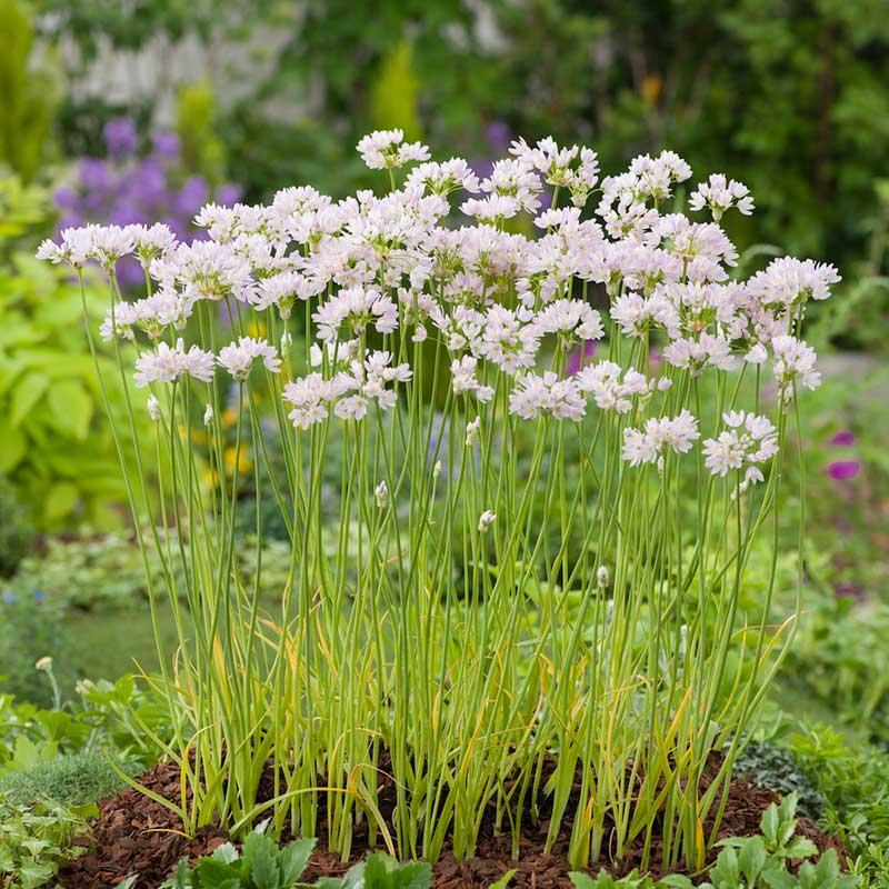 Close-up of white allium roseum flowers, showcasing their delicate petals and vibrant color. | copyright: Floramedia UK Ltd