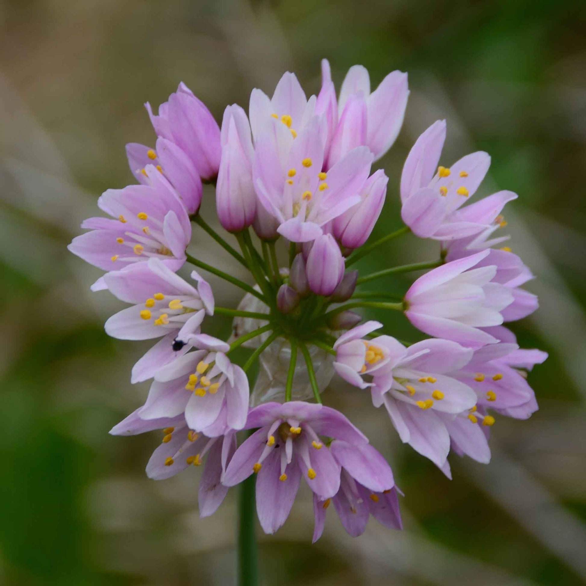 A close-up shot of pink Allium Roseum flowers in bloom.