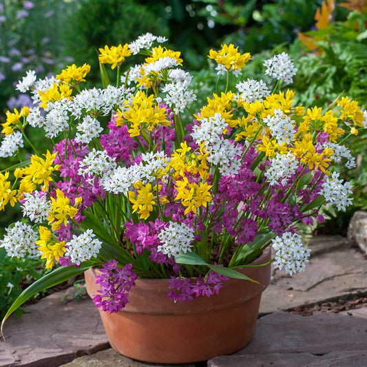 Purple, white and yellow small-flowering alliums blooming in a terracotta patio pot