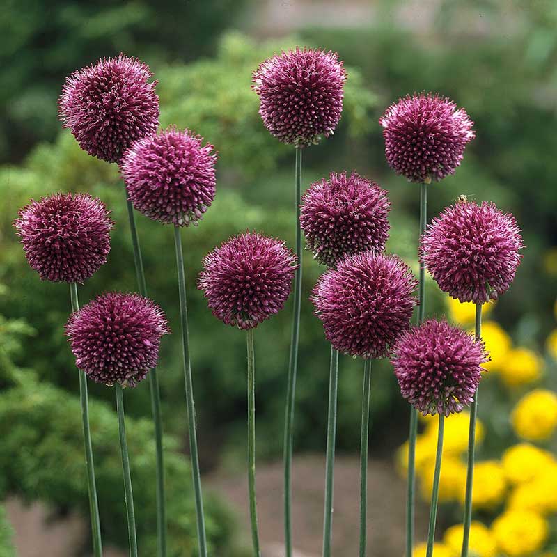A close-up shot of a cluster of small, purple allium flowers with a green background.