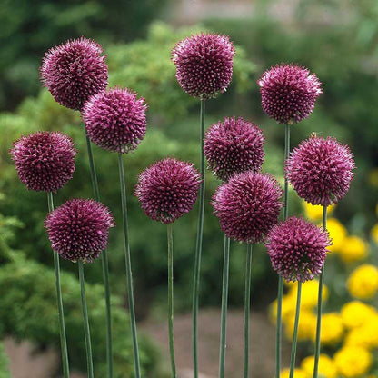 A close-up shot of a cluster of small, purple allium flowers with a green background.