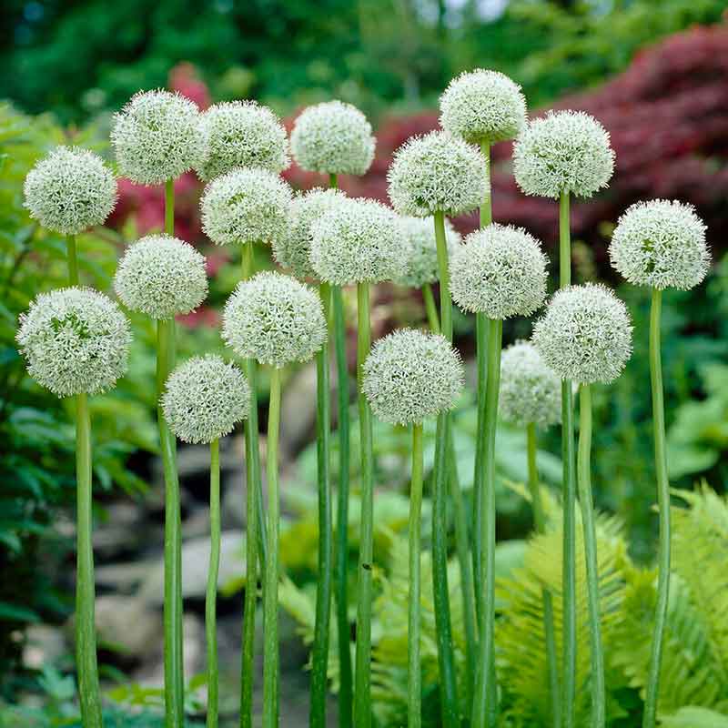 A vibrant, large, white allium flower head with numerous small blooms on a green stem.