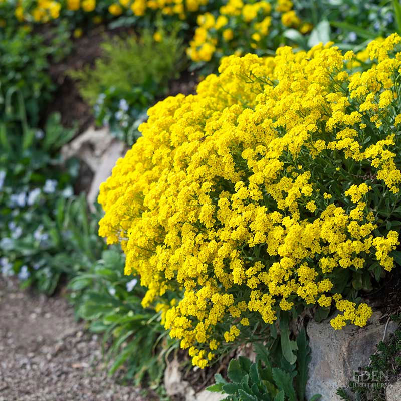 Yellow Basket of Gold alyssum flowers bloom densely, creating a vibrant carpet.