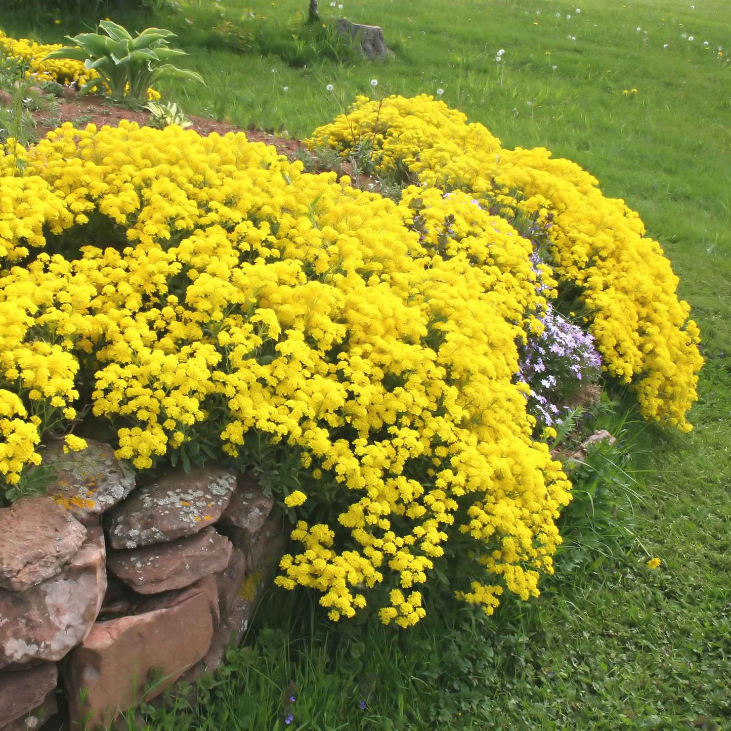 Close-up of Basket of Gold alyssum flowers, showing delicate petals on a green background.