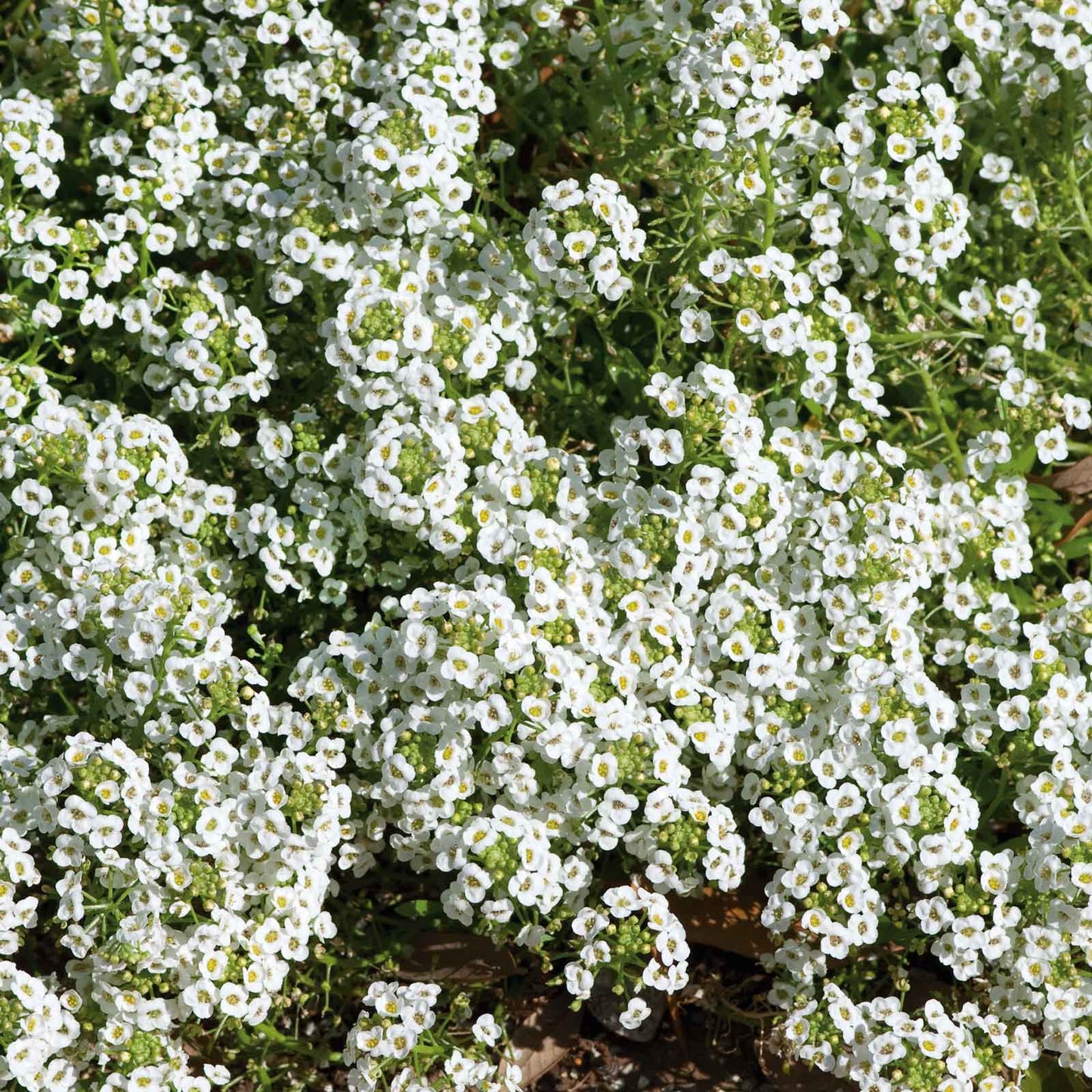 A close-up of vibrant white carpet of snow alyssum flowers, showcasing their delicate petals.