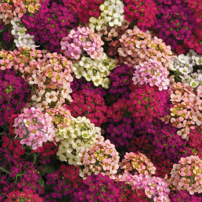 A vibrant mix of red, yellow, white and orange easter bonnet alyssum flowers blooming in a garden.