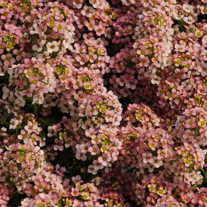 A close-up view of vibrant orange easter bonnet alyssum flowers blooming together.