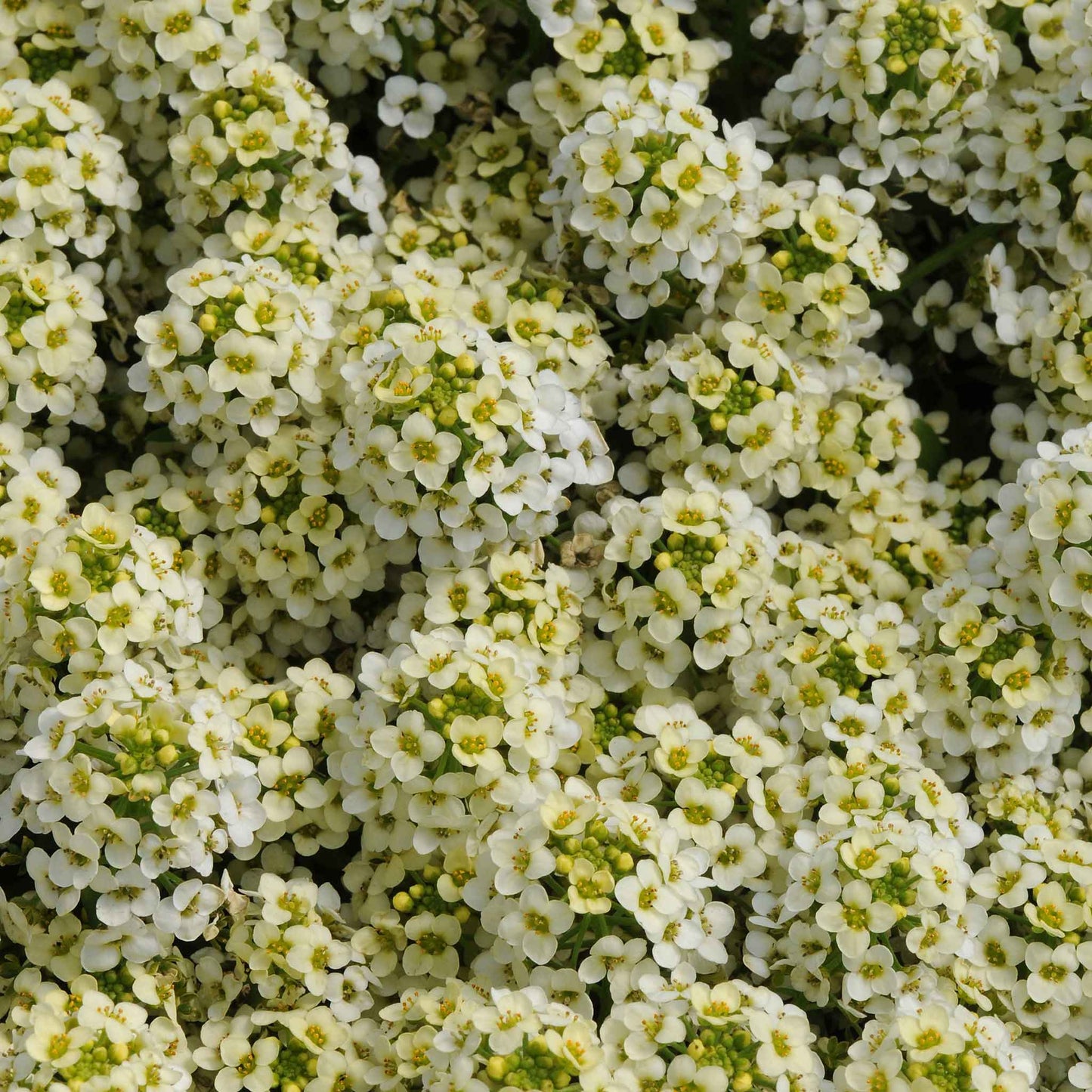 A close-up of vibrant yellow and white easter bonnet alyssum flowers, showing off delicate petals.