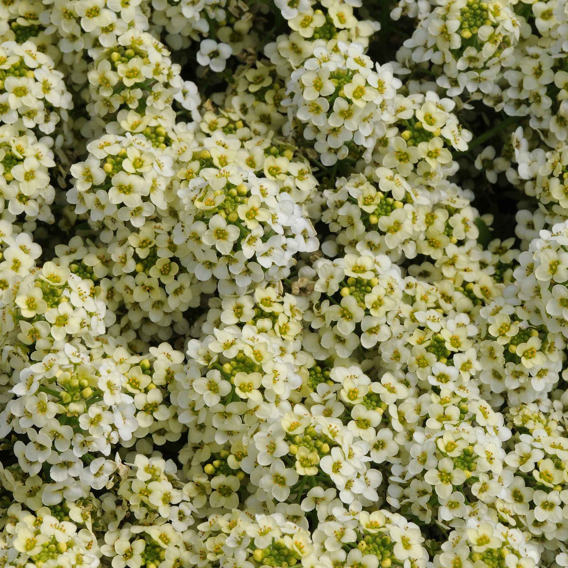 A close-up of vibrant yellow and white easter bonnet alyssum flowers, showing off delicate petals.
