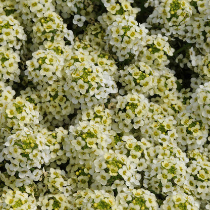 A close-up of vibrant yellow and white easter bonnet alyssum flowers, showing off delicate petals.