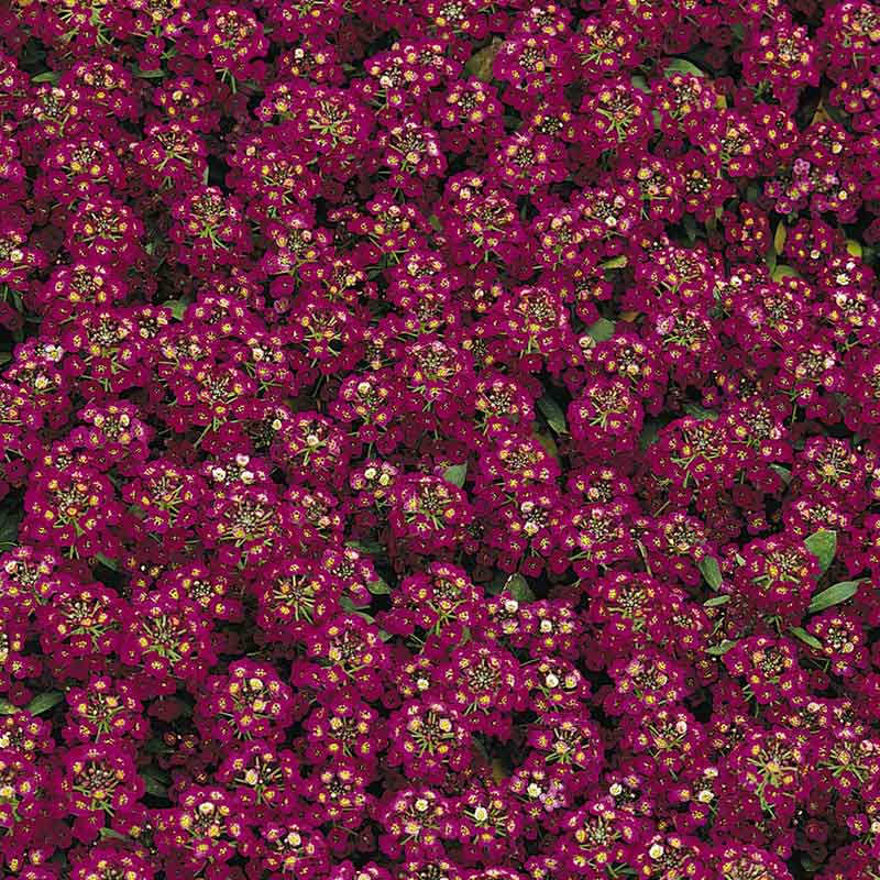 A close-up view of vibrant red easter bonnet alyssum flowers, showcasing their delicate petals.