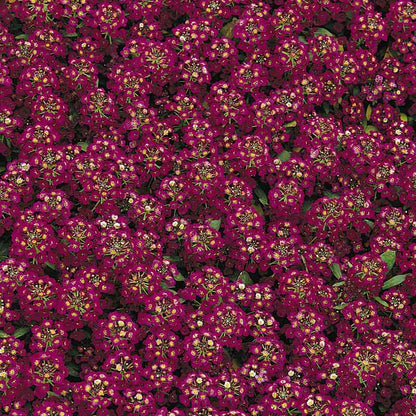 A close-up view of vibrant red easter bonnet alyssum flowers, showcasing their delicate petals.